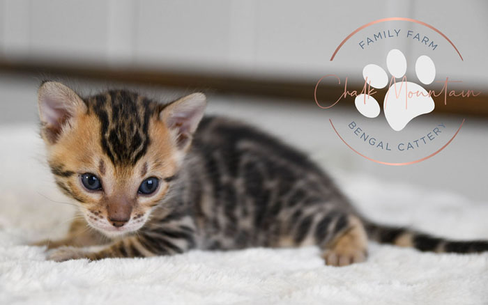 bengal kittens for sale